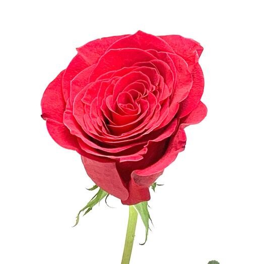 Роза красная, Эквадор, 70см